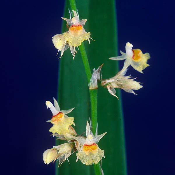 Sigmatostalix integrilabris